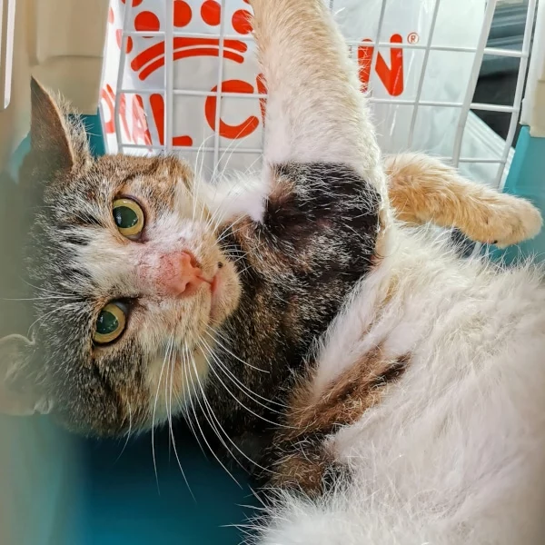 Vosty, chat libre stérilisé par Les ti'chats