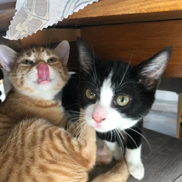 William & Nino Ricci, chat adopté en 2023 grâce aux ti'chats