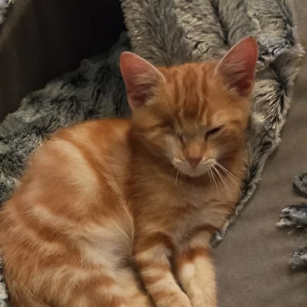 Butternut, chat adopté via Les ti'chats