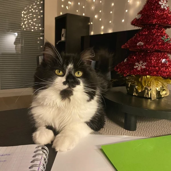 Connor, chat adopté via Les ti'chats