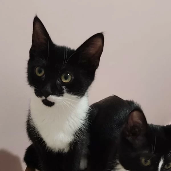 Dulce de leche, chat adopté via Les ti'chats