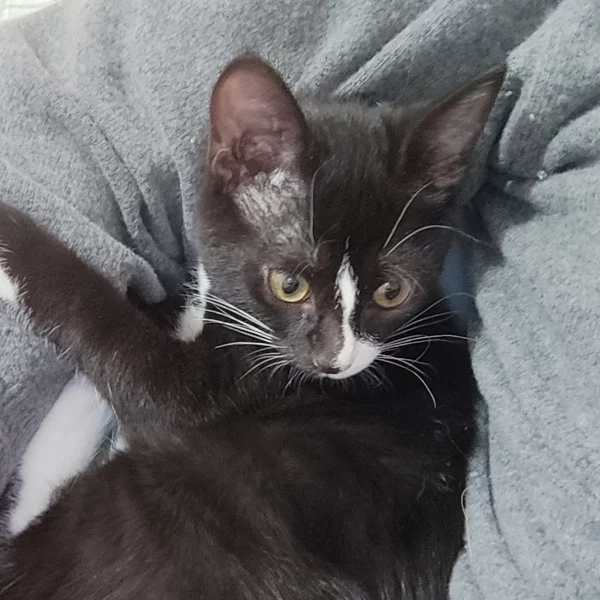 Flamme, chat adopté via Les ti'chats