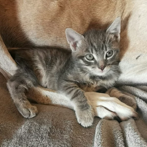 Illinois, chat adopté via Les ti'chats