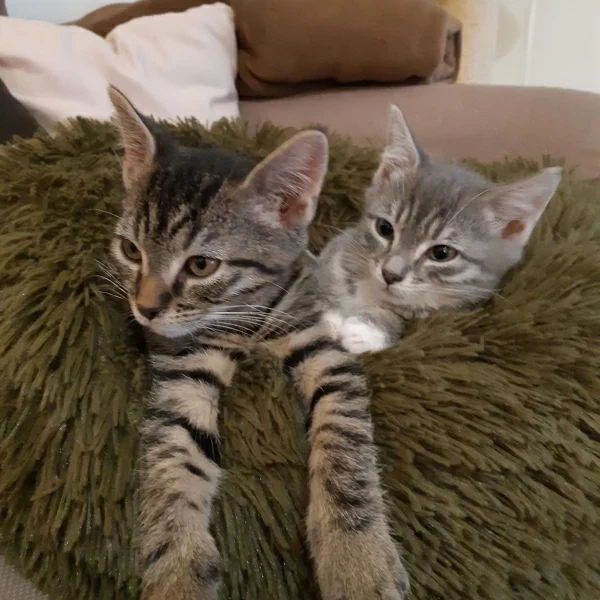 Missouri & Dakota, chat adopté en 2023 grâce aux ti'chats