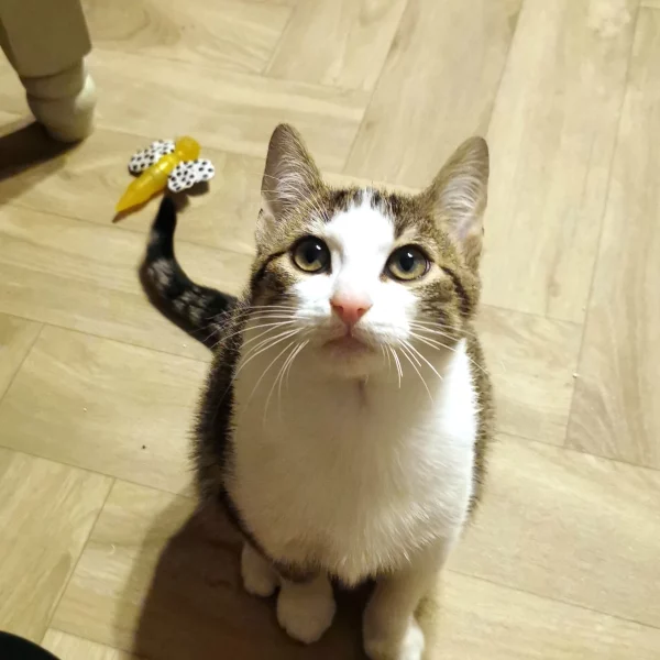 Orhei, chat adopté en 2023 grâce aux ti'chats