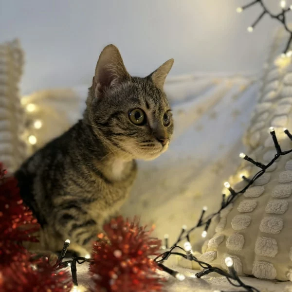 Oups, chat adopté via Les ti'chats