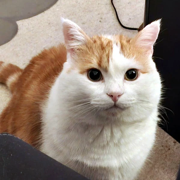 Roucool, chat adopté via Les ti'chats