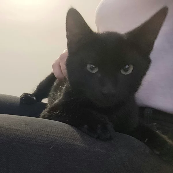 Theodore, chat adopté via Les ti'chats