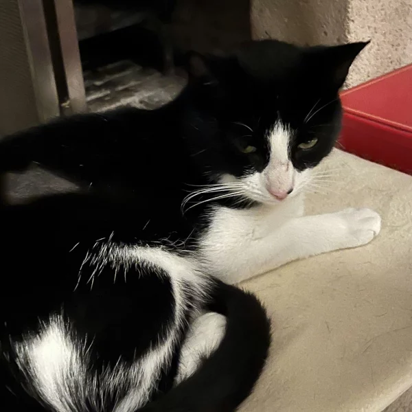 Weenie, chat adopté via Les ti'chats