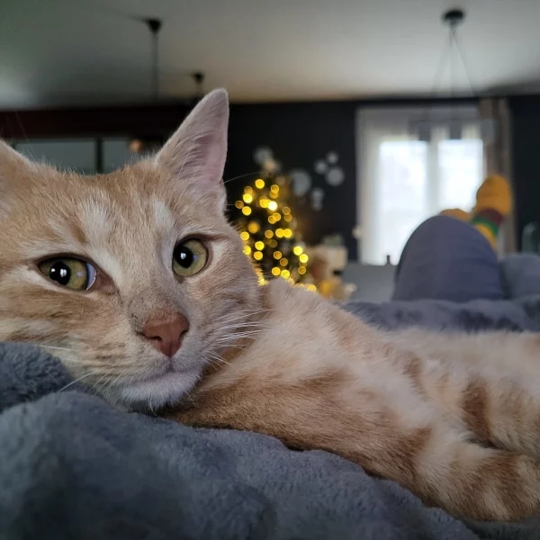 Apollon, chat adopté via Les ti'chats