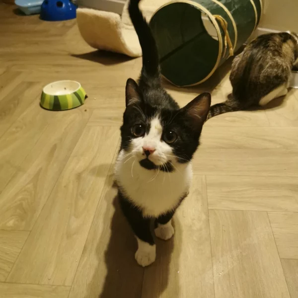 Bucarest, chat adopté en 2023 grâce aux ti'chats