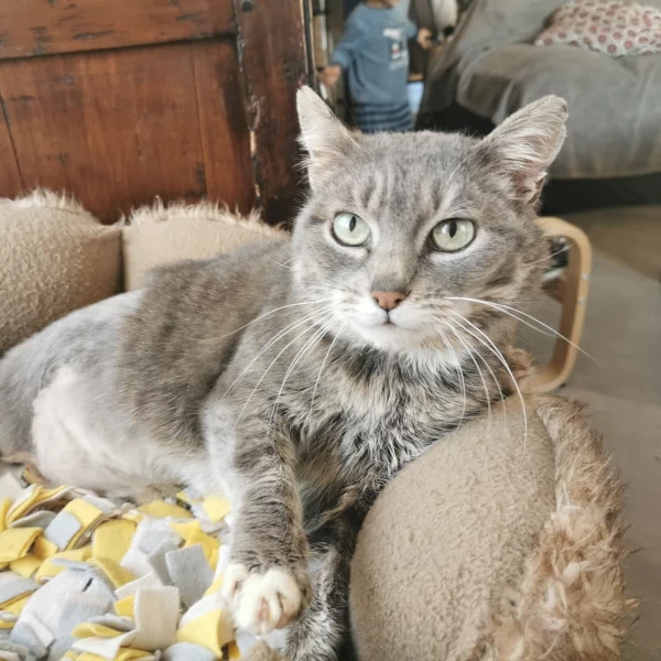 Caïpirinha, chat adopté en 2025 grâce aux ti'chats