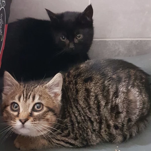 Ikki Shun, chat adopté via Les ti'chats