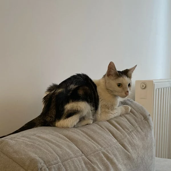 La fève, chat adopté via Les ti'chats