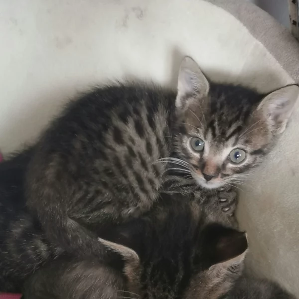 Michigan, chat adopté via Les ti'chats