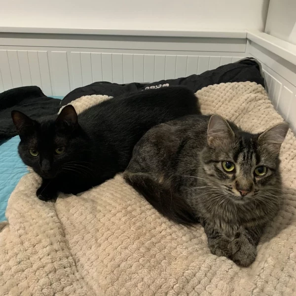 Monoi et Jojoba, chats adoptés via Les ti'chats