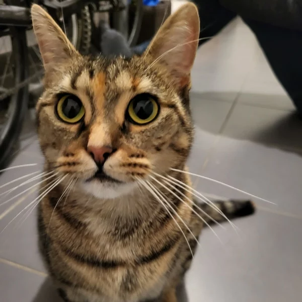 Nemesis, chat adopté via Les ti'chats