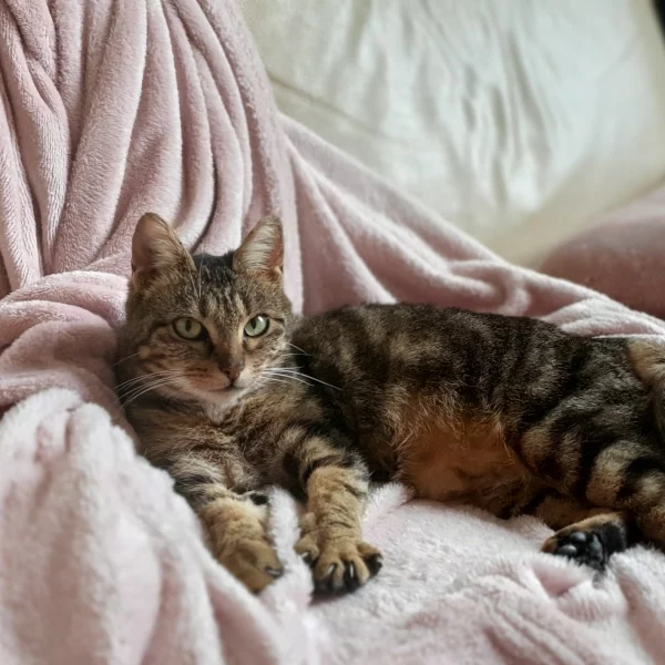 Quinn, chat adopté via Les ti'chats