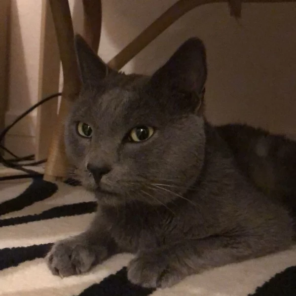 Rahan, chat adopté en 2023 grâce aux ti'chats