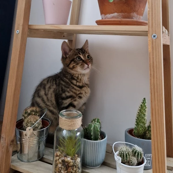 Rocket, chat adopté via Les ti'chats