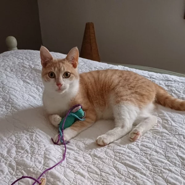 Vladim, chat adopté via Les ti'chats