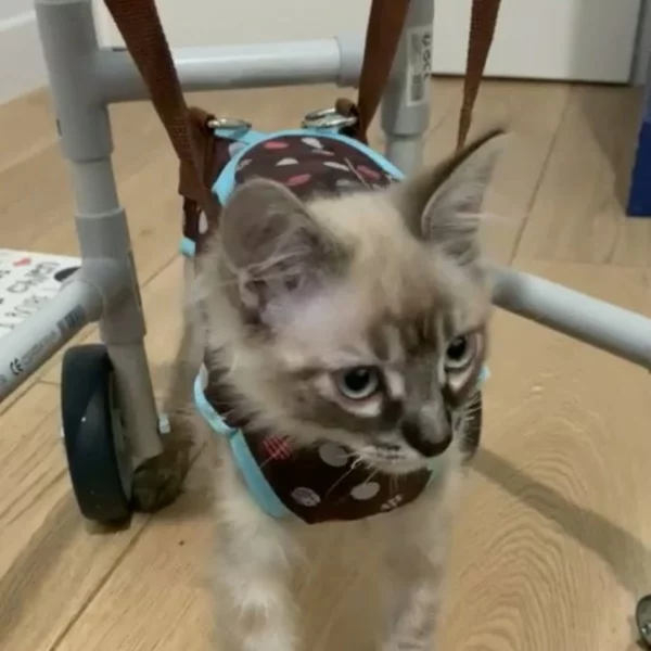 Coco Monoisson, chat adopté via Les ti'chats