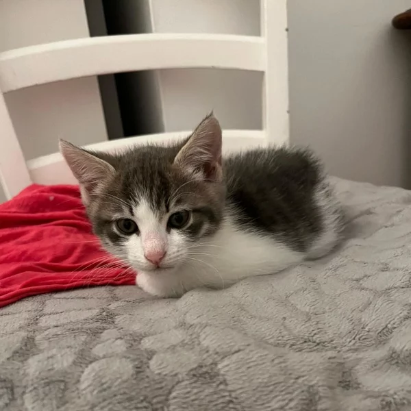 Donjon, chat adopté via Les ti'chats
