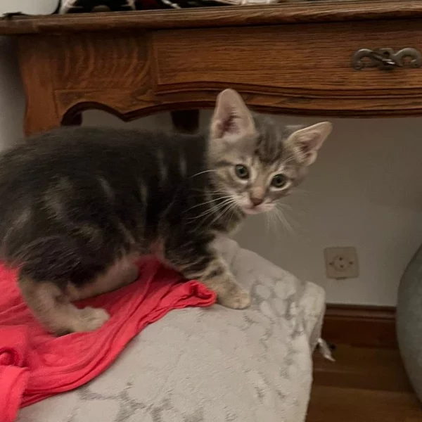 Dragon, chat adopté via Les ti'chats