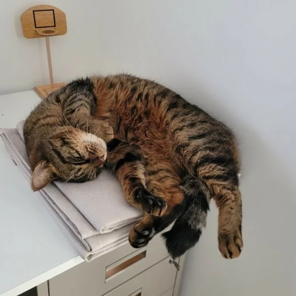 Hawai, chat adopté via Les ti'chats