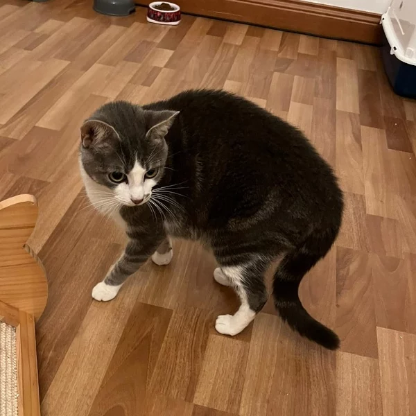 Rita, chat adopté via Les ti'chats
