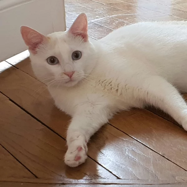 Saphir, chat adopté via Les ti'chats