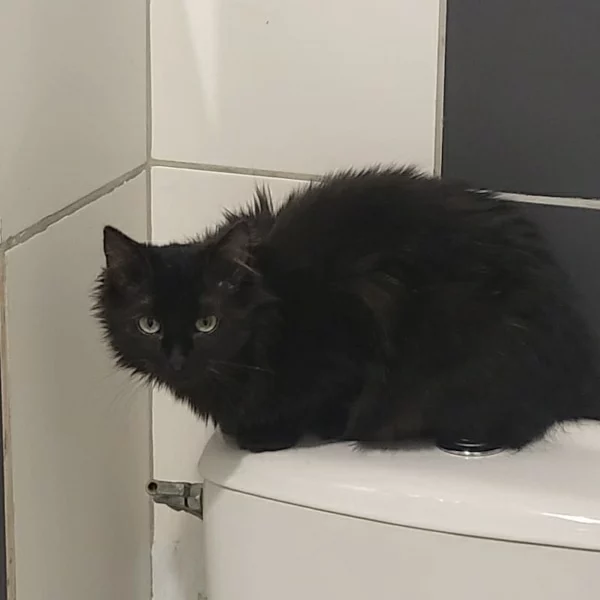 Brad, chat adopté en 2025 grâce aux ti'chats