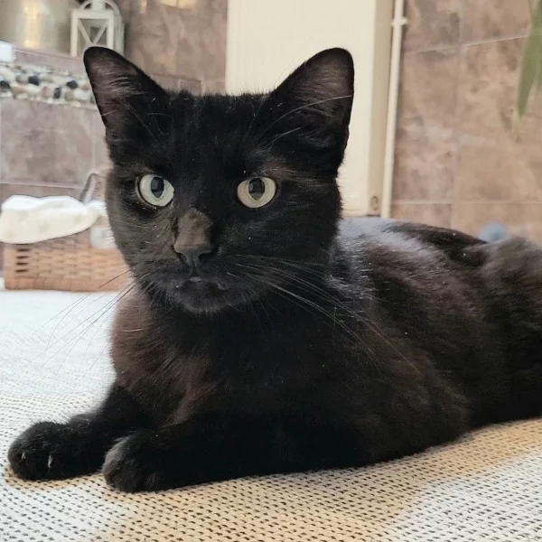 Chocolatine, chat adopté via Les ti'chats
