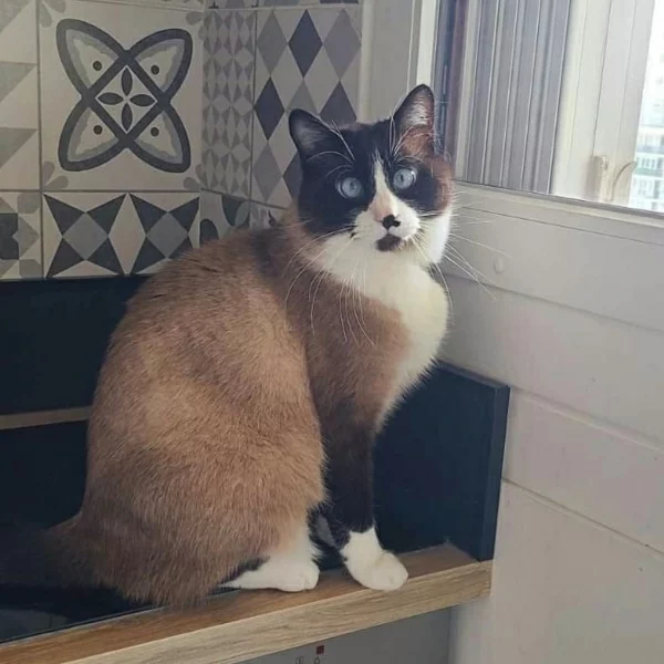 Stark, chat adopté via Les ti'chats