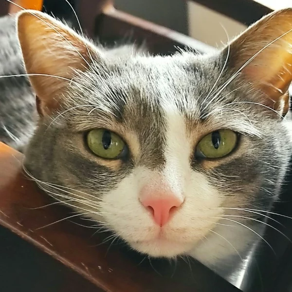 Touille, chat adopté via Les ti'chats