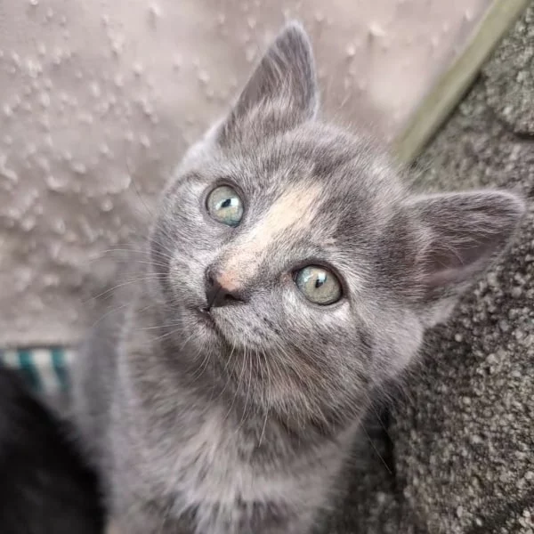 Alpine, chat adopté via Les ti'chats