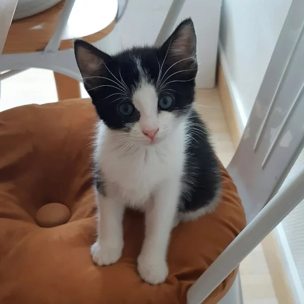 Amaranthe, chat adopté via Les ti'chats
