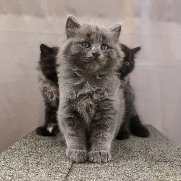 Aston, chat adopté via Les ti'chats