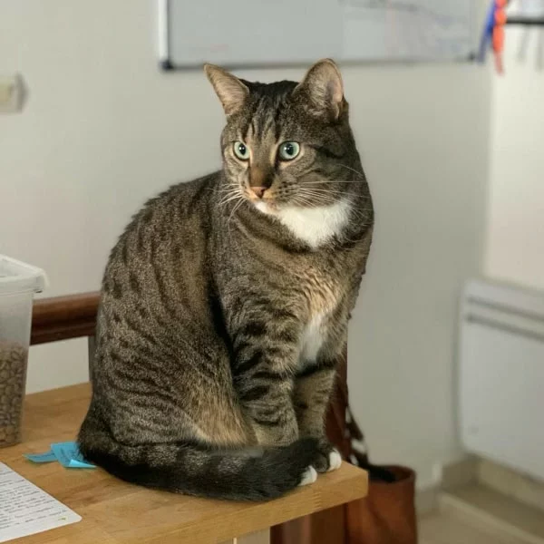 Carmel, chat adopté via Les ti'chats