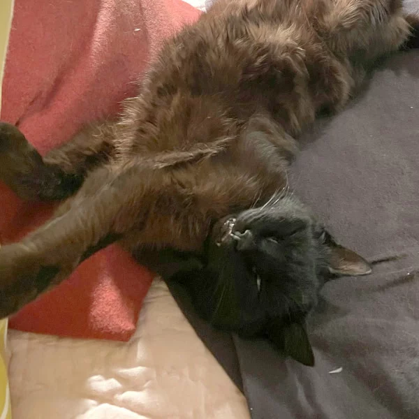 Chevry Chevry, chat mâle chocolat recueilli par Les ti'chats