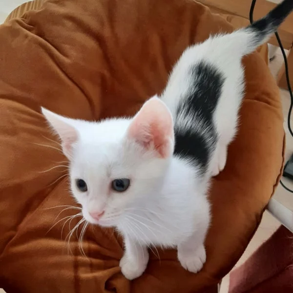 Evanescence, chat adopté via Les ti'chats