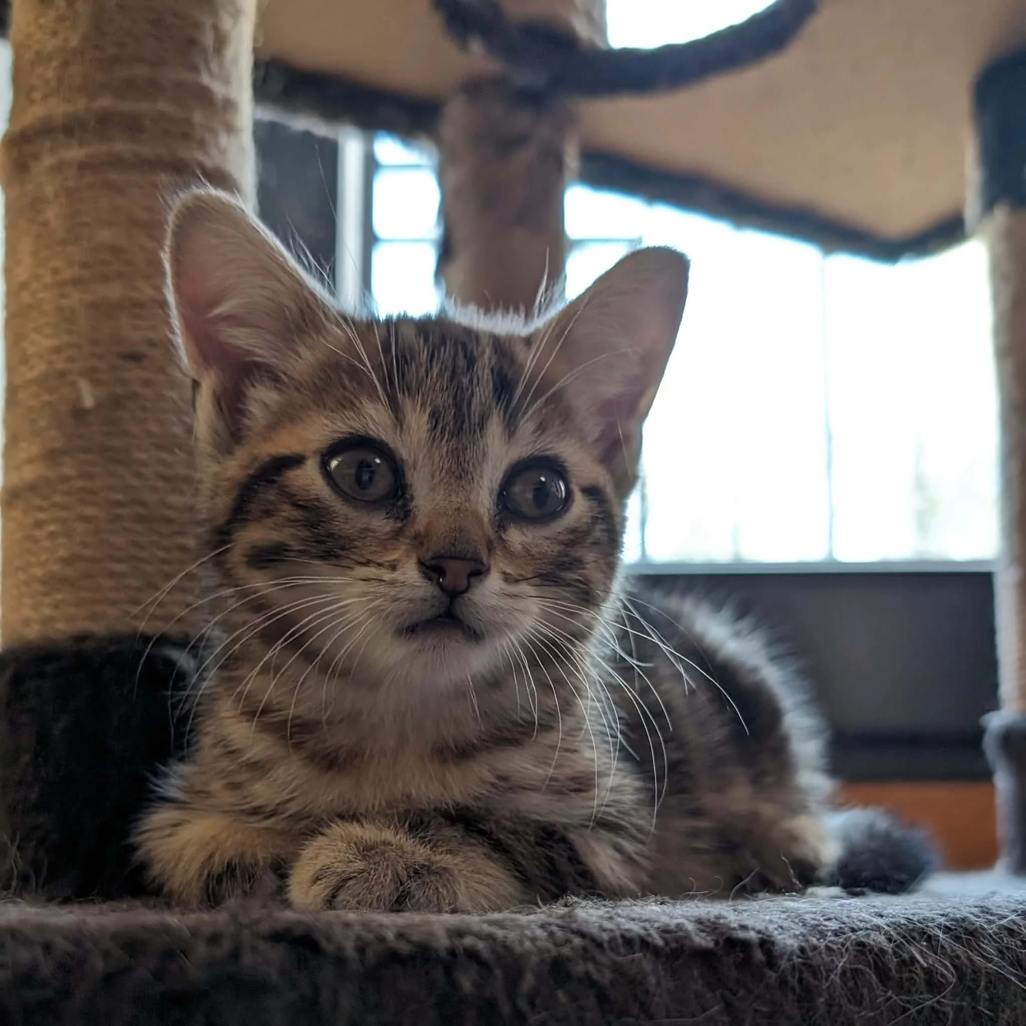 Buffy, chat adopté via Les ti'chats