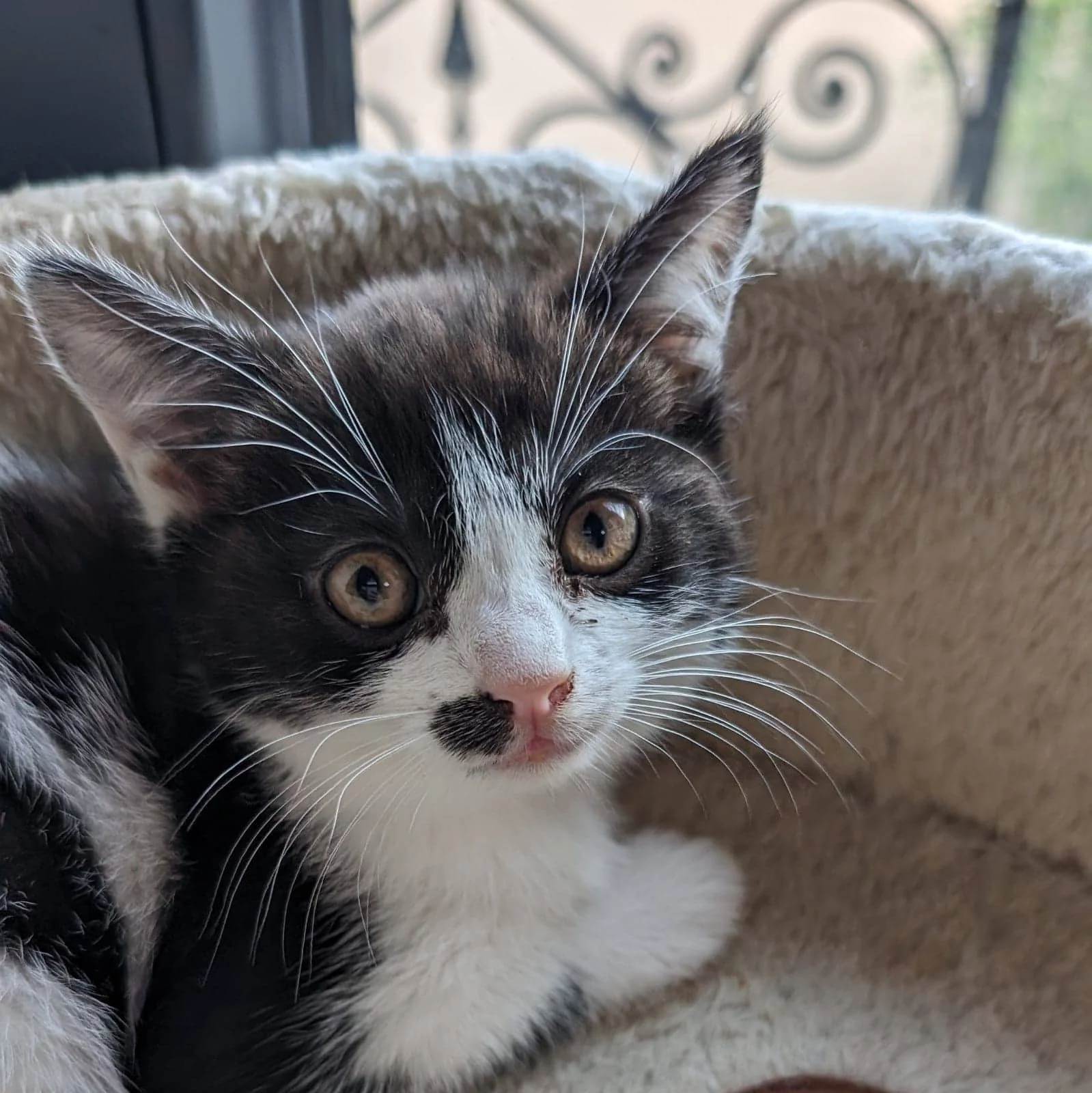 Willow, chat adopté via Les ti'chats