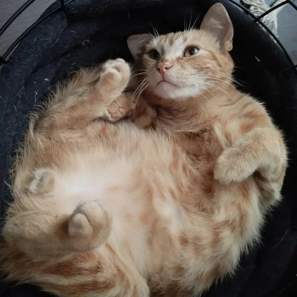 Mioveni, chat adopté via Les ti'chats