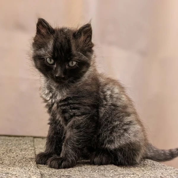 Mustang, chat adopté via Les ti'chats