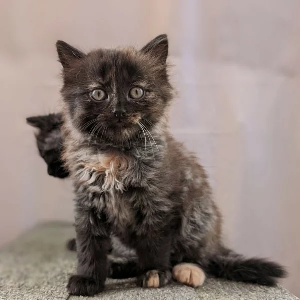 Shelby, chat adopté via Les ti'chats