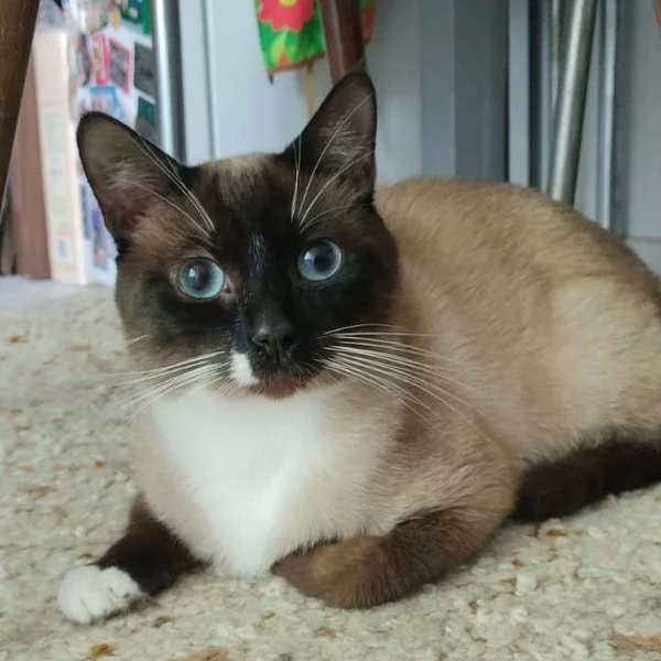 Socky, chat adopté via Les ti'chats