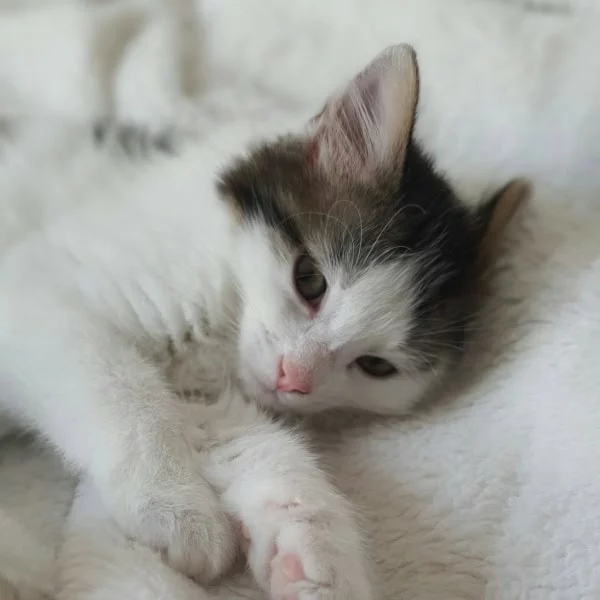 Mona Lisa, chat adopté via Les ti'chats