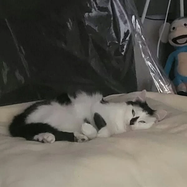 Krishna, chat adopté via Les ti'chats