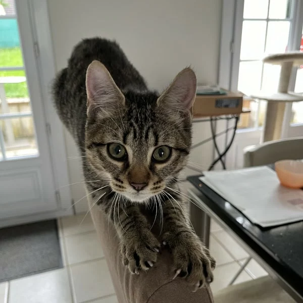 Lucy, chat adopté via Les ti'chats
